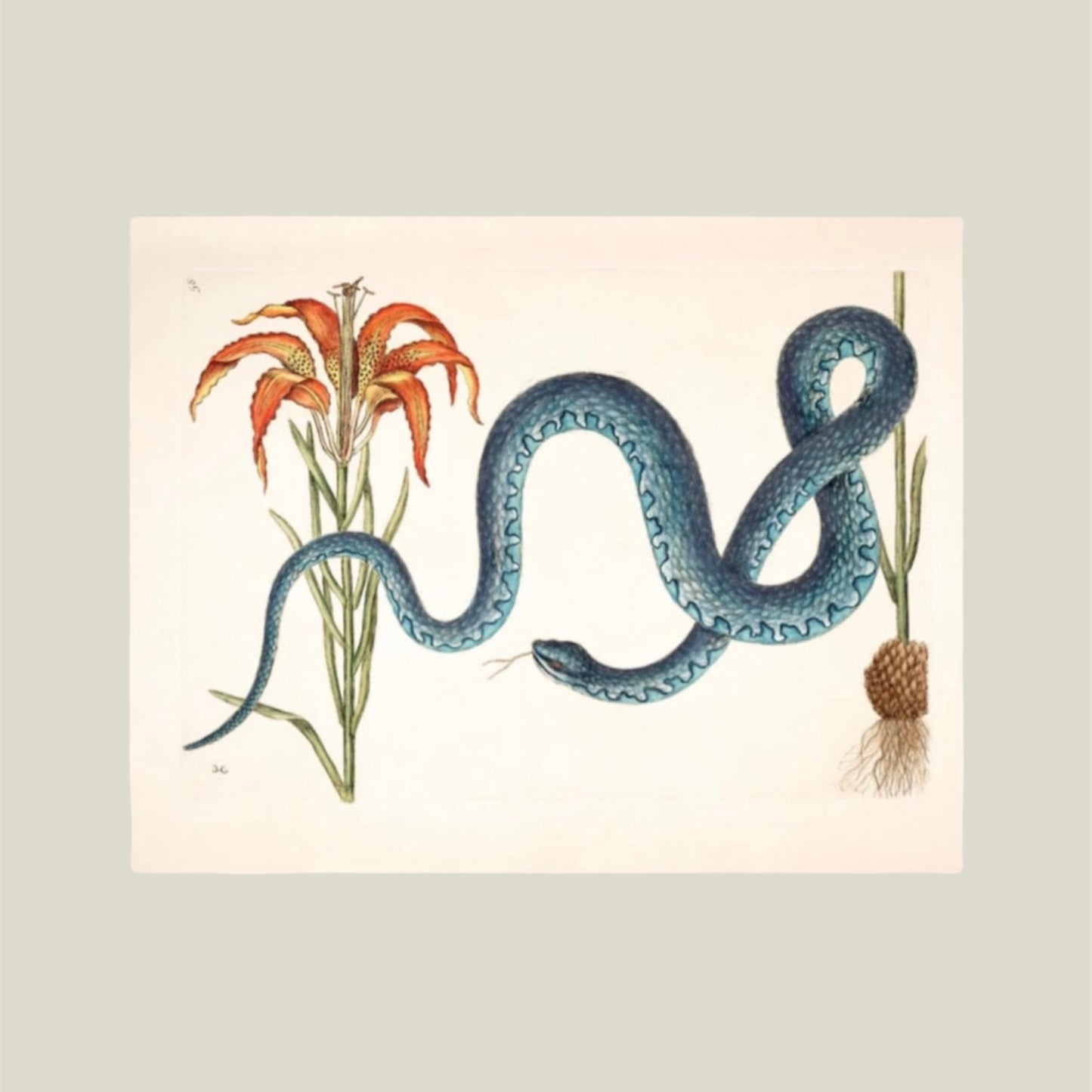 Wampum Snake & Lily Art Print